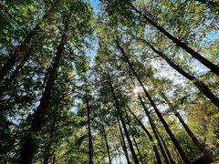 -白水寺森林公园