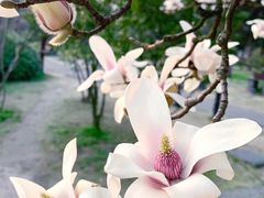 -盆景园(扬州大运河文化旅游度假区)