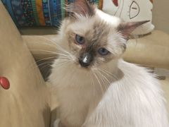 -藏猫猫咖啡主题馆(中央大道店)