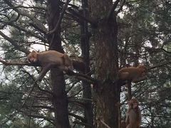 -重庆雨台山风景区