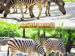 -上海野生动物园