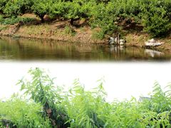 -南汇水蜜桃采摘(大团店)