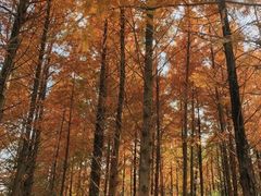 -白鹭湾湿地公园