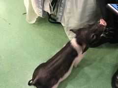 -藦茜花园宠物主题亲子互动体验馆(国顺东路店)