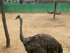 -西霞口神雕山野生动物世界