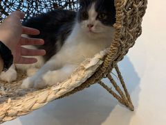 -飞行喵MR PILOT|猫舍·猫咖(静安大融城店)