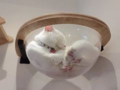 -猫小主咖啡·猫咖cat cafe(福田店)