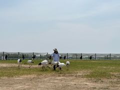 -盐城丹顶鹤湿地生态旅游区