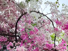 -深圳国际园林花卉博览园