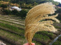 -卓兰芳烈士纪念馆