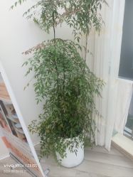 -HEYAN荷妍专业脱毛连锁机构