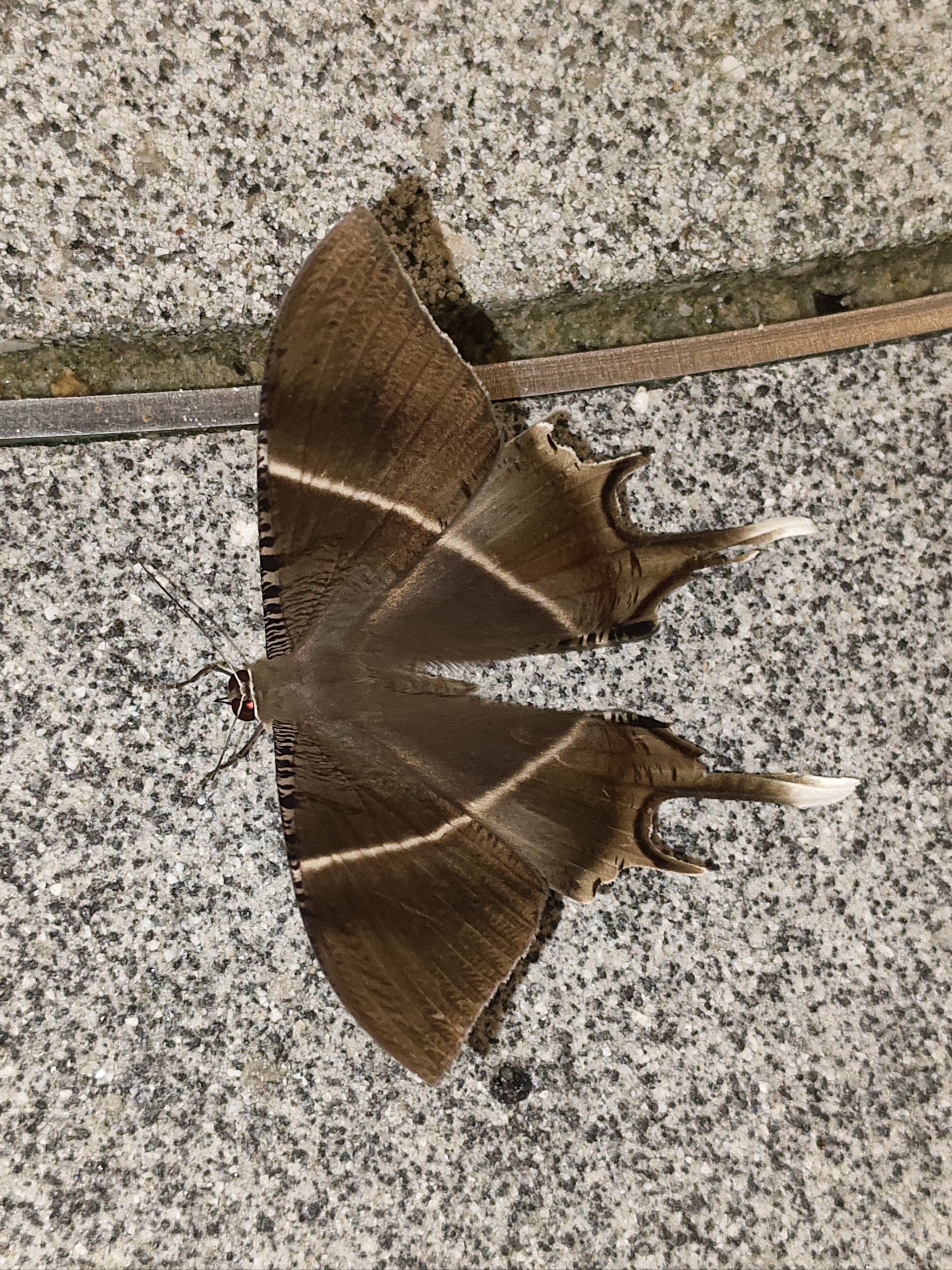 天天领红包 第一次见到这么大的蝴蝶