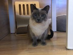 -滚猫咖啡·猫咖·猫友好撸猫(未来城店)