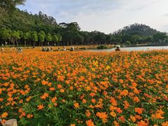 -顺峰山公园