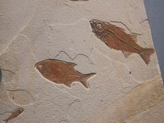 -湖南省地质博物馆