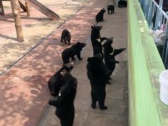 -西霞口神雕山野生动物世界