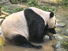 -都江堰中华大熊猫苑