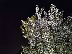 -同济大学(嘉定校区)