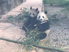 -贵州森林野生动物园
