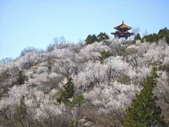 -白水寺森林公园