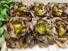 -九孔·筒骨莲藕汤锅(大明宫万达店)