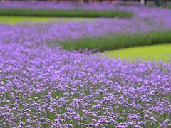 -上海滨江森林公园