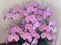 -紫光园·烤鸭·小馆(京旺家园店)