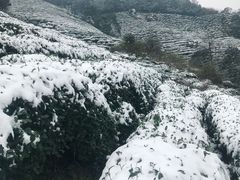 -阿巧茶庄