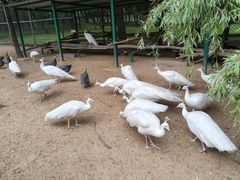 -秦皇岛野生动物园