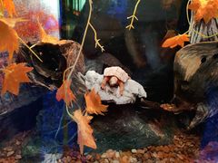 -上海海洋水族馆