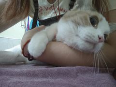 -动物缘宠物医院·骨科·猫科(西二环店)