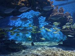 -海合安武汉极地海洋公园