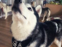 -Husky Go! 哈士奇体验馆·宠物咖啡厅狗咖