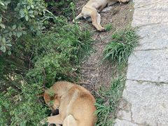 -梧桐山风景名胜区