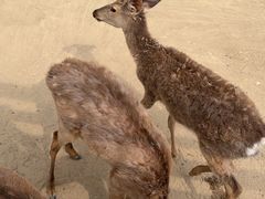 -圣露庄园·露营·烤肉·亲子