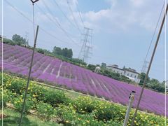 -紫颐香薰山谷景区