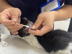 -中农国际动物医院24小时·猫科·骨科·急重症中心