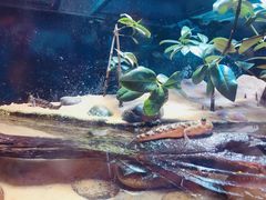 -悉尼海洋生物水族馆