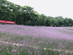 -大塘金香草谷