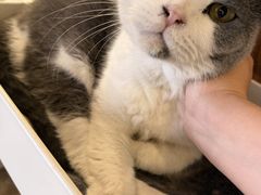 -MOYOYO猫咪咖啡店