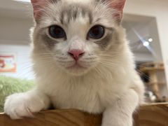 -有喵·猫咖·狗咖·40+猫狗有小奶狗(岗厦店)