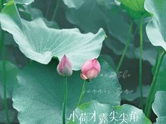 -黄兴公园