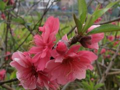 -红山村