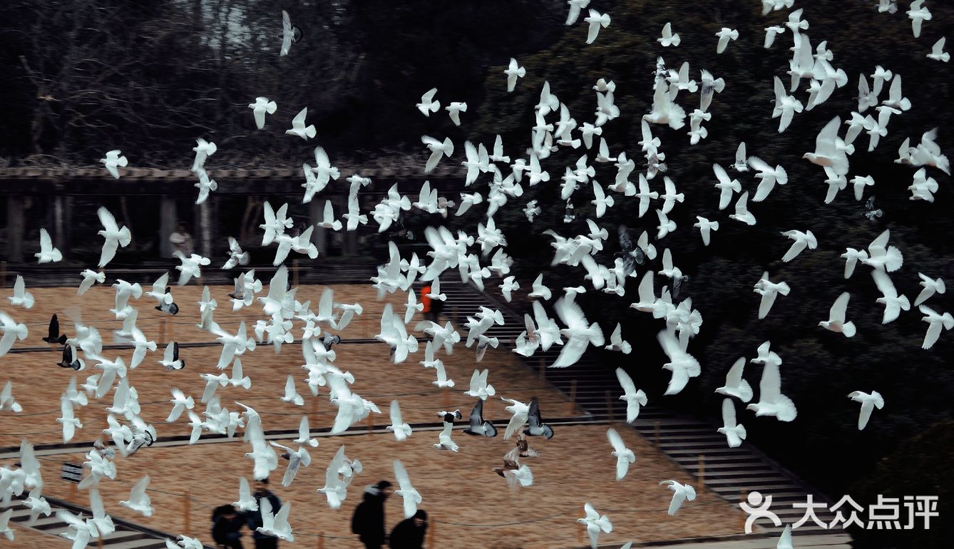 南京出游|“第几次 我们一起上钟山？”