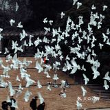 南京出游|“第几次 我们一起上钟山？”