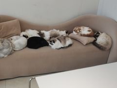 -怪兽屋·羊驼·猫咖·狗咖(俊华广场店)