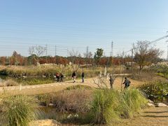 -上海长兴岛郊野公园