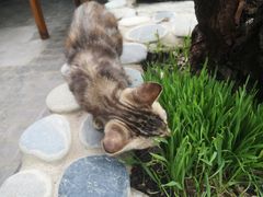 -喵屿·大理花园猫咖