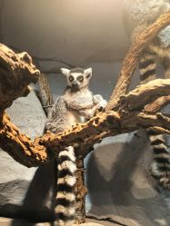 -Zoolung Zoolung动物主题公园(海信广场店)