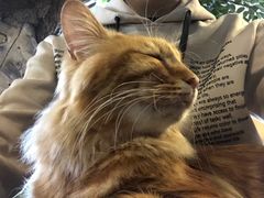 -猫猫幼稚园·撸猫·桌游·电玩
